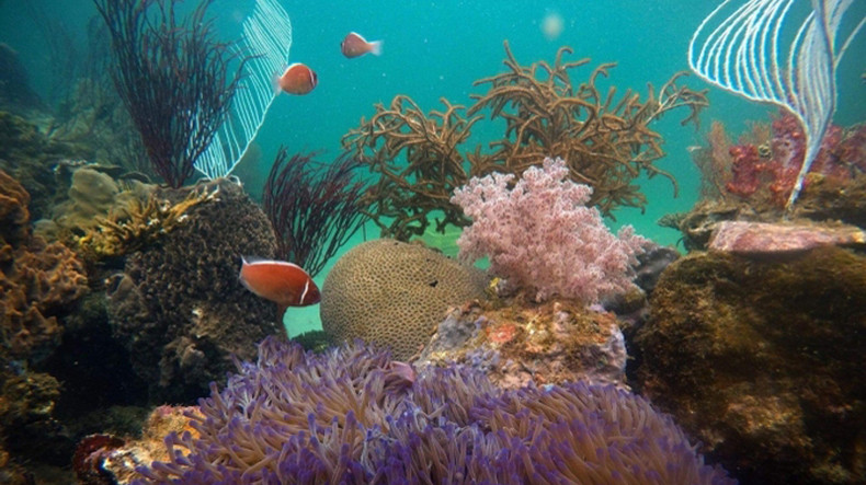 Лучшее время для дайвинга на Фукуоке – с ноября по май. Лучшее время для дайвинга на Фукуоке – с ноября по май.