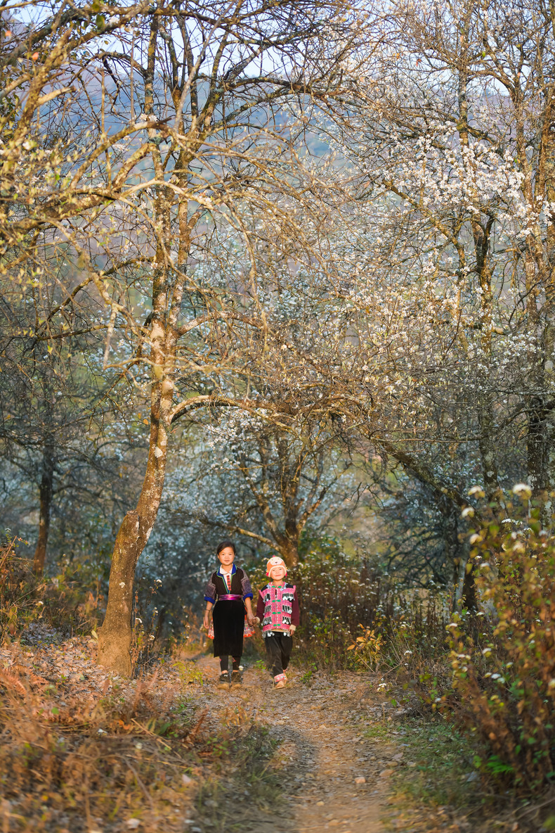 Двое детей народности Хмонг веселятся под древним боярышником. Двое детей народности Хмонг веселятся под древним боярышником.
