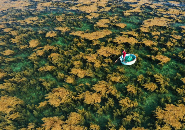 На фотографии, опубликованной в National Geographic в октябре 2022 года, запечатлен момент, когда рыбак собирает морские водоросли саргассум на острове Хонкхо города Кюиньон.