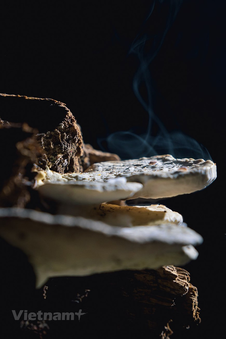 Грибок, растущий в пещере. Грибок, растущий в пещере.