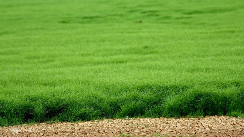 Примерно в 10 км от берега озера в общине Фули уезда Винькыу образовался густой и гладкий зеленый луг высотой примерно 10 см и шириной около 10 га. Примерно в 10 км от берега озера в общине Фули уезда Винькыу образовался густой и гладкий зеленый луг высотой примерно 10 см и шириной около 10 га.