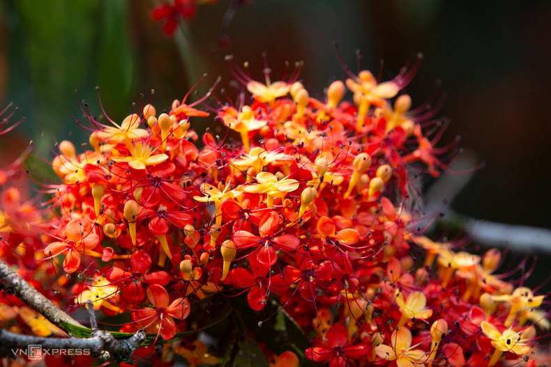 В сезон цветения цветы сараки распускаются по всем деревьям, окрашивая весь лес в оранжевые, красные и желтые краски. Цветы имеют нежный и приятный аромат. В сезон цветения цветы сараки распускаются по всем деревьям, окрашивая весь лес в оранжевые, красные и желтые краски. Цветы имеют нежный и приятный аромат.