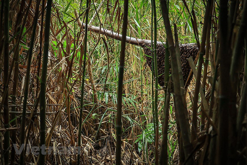 Одной из самых привлекательных экскурсий по лесу является знакомство с пчеловодством.
