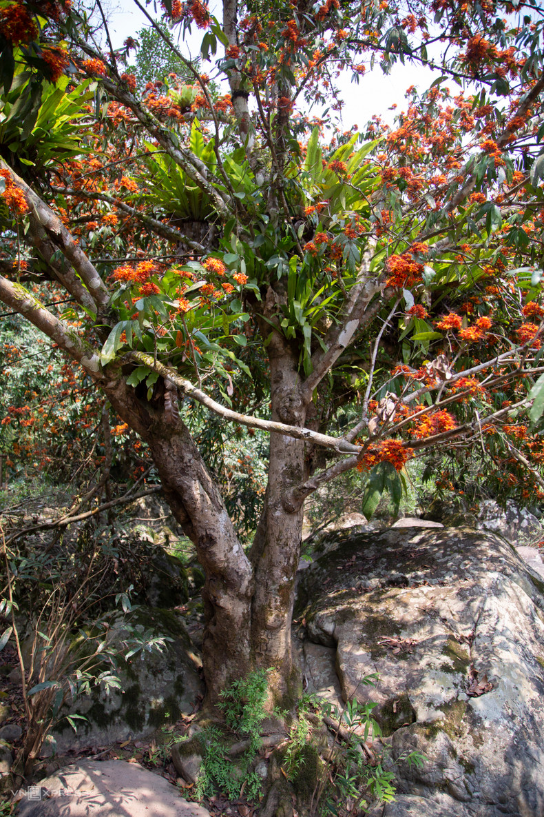 Сарака – натуральное древесное дерево, растущее в пористых скалах вдоль ручьев. Дерево обладает сильной жизненной силой, многие деревья имеют шероховатые стволы, покрытые мхом из-за влажности от ручьев. Сарака – натуральное древесное дерево, растущее в пористых скалах вдоль ручьев. Дерево обладает сильной жизненной силой, многие деревья имеют шероховатые стволы, покрытые мхом из-за влажности от ручьев.