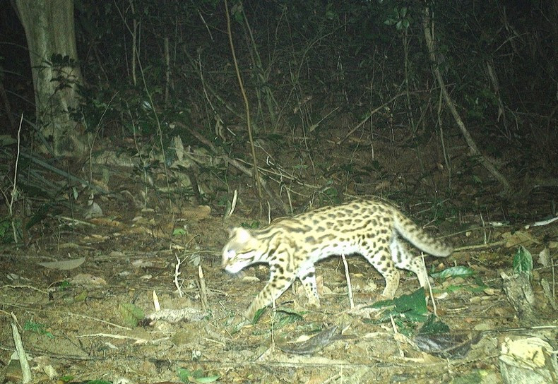 Вес дикой бенгальской кошки составляет от 3 до 5 кг.
