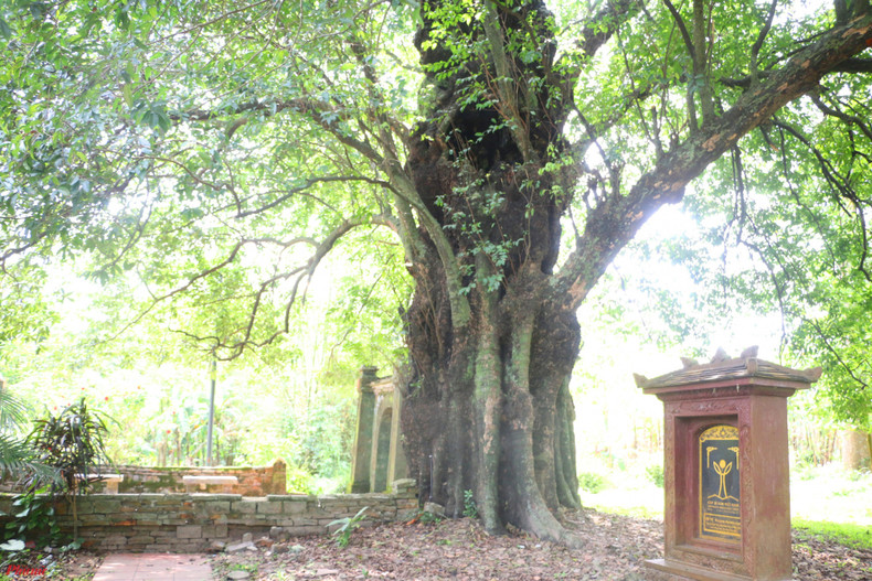 Приезжая в Фыоктить, не забудьте посмотреть 500-летнее дерево хурму десятитычинковую, которое было признано Деревом наследия Вьетнама в 2015 году. Приезжая в Фыоктить, не забудьте посмотреть 500-летнее дерево хурму десятитычинковую, которое было признано Деревом наследия Вьетнама в 2015 году.