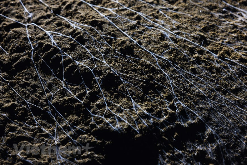 Внутри пещеры, помимо великолепия сталактитов, есть редкие и уникальные флора и фауна. Внутри пещеры, помимо великолепия сталактитов, есть редкие и уникальные флора и фауна.