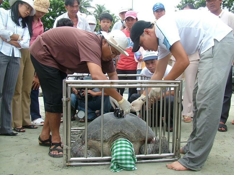 Национальный парк Кондао использует локатор для отслеживания пути миграции 10 черепах-матерей. Национальный парк Кондао использует локатор для отслеживания пути миграции 10 черепах-матерей.