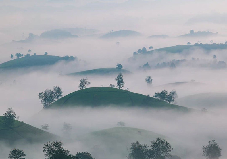 На фото запечатлена красота чайных плантаций в густом тумане в общине Лонгкок провинции Футхо, примерно в 112 км от Ханоя.