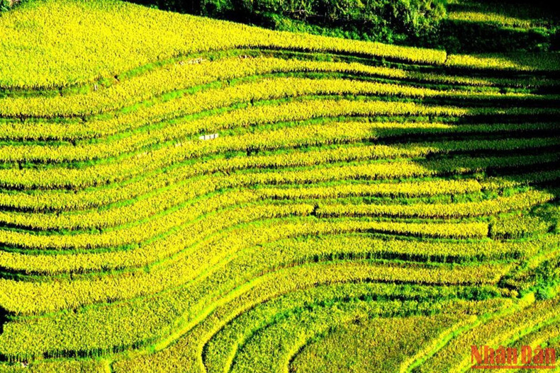 Многие туристы приезжают сюда, чтобы сфотографироваться на фоне золотых рисовых полей Шапы. Многие туристы приезжают сюда, чтобы сфотографироваться на фоне золотых рисовых полей Шапы.