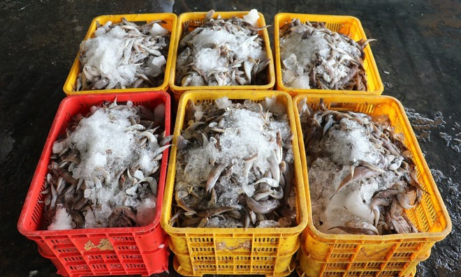 Различные виды морепродуктов после сортировки транспортируются к местам потребления и переработки (Фото: ВИА)