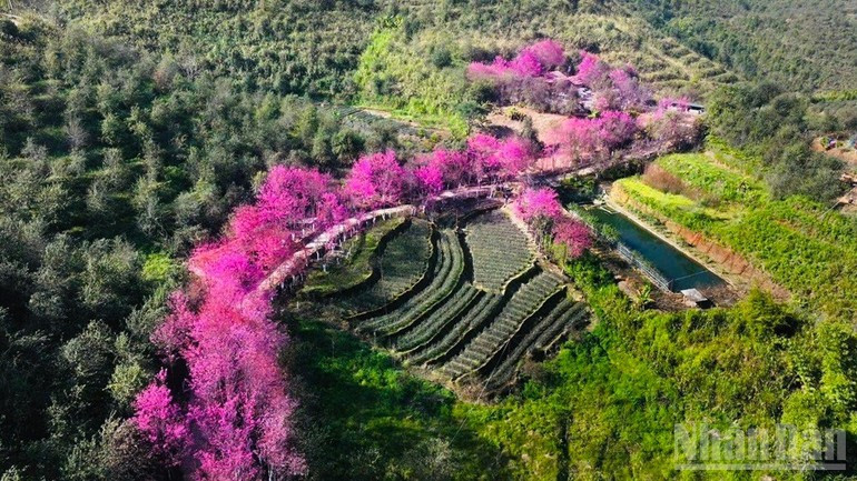 Цветы То Зай пышно цветут на высоких горных склонах.