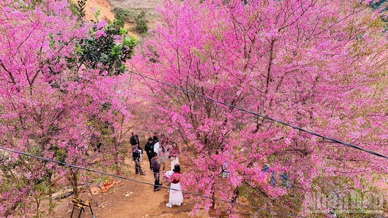 Многие туристы приезжают к местам цветения цветов То Зай, чтобы сделать фотографии.