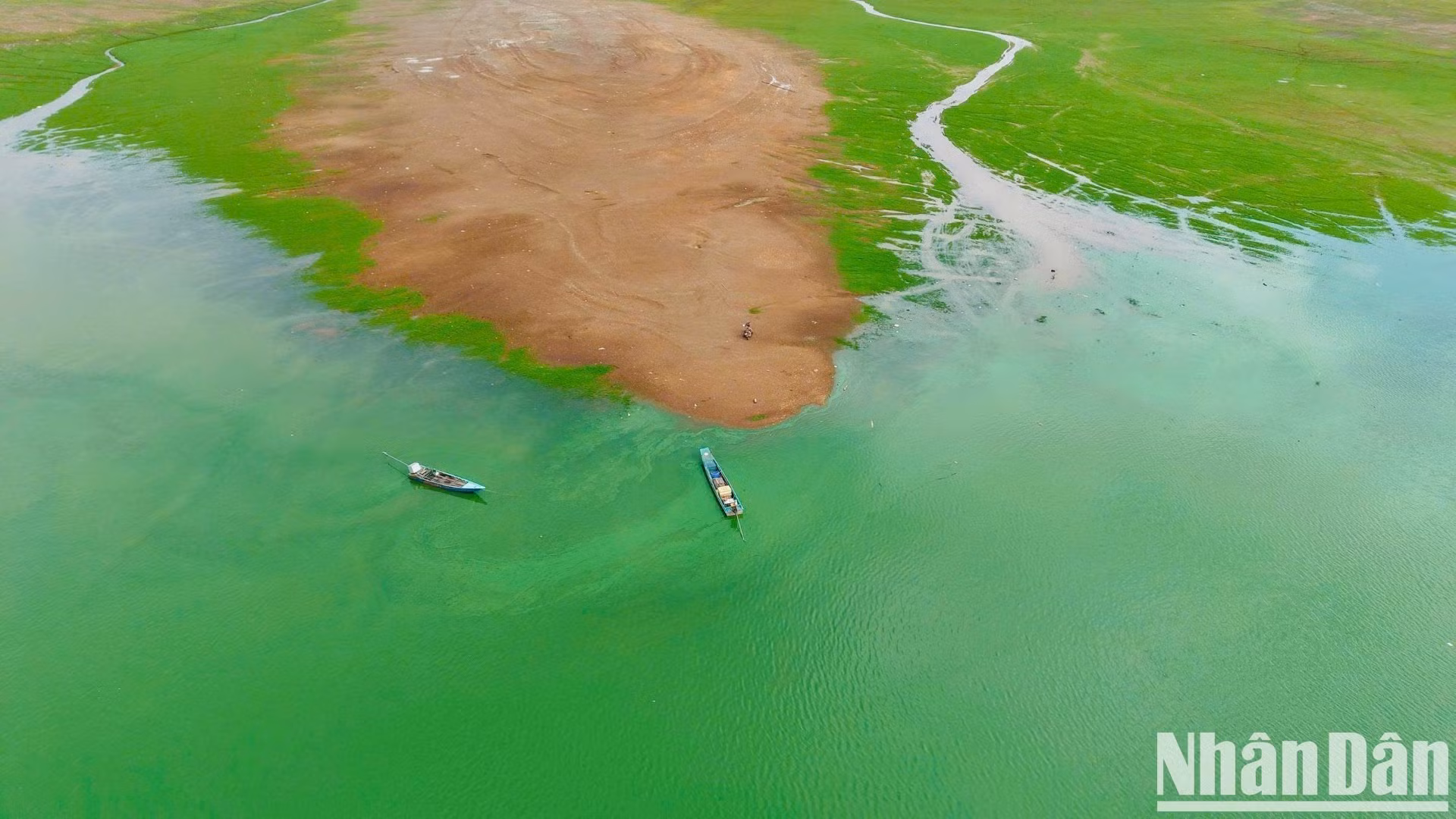 Во многих местах вода становится зеленой из-за цветения густых сине-зеленых водорослей.