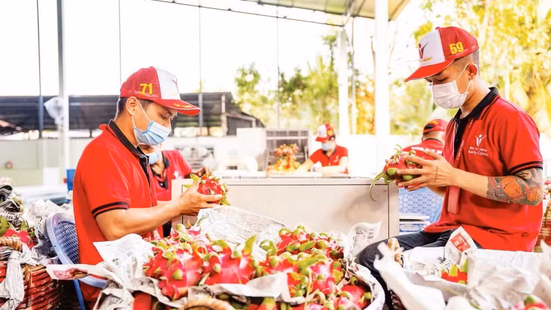 Проверка питайи перед экспортом компанией Vina T&T Group. Фото: Минь Ань 