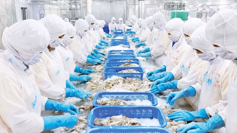 Переработка экспортной рыбной продукции на заводе АО по переработке и экспорту-импорту морепродуктов Киенкыонг, провинция Анзянг. Фото: Фу Кыонг 