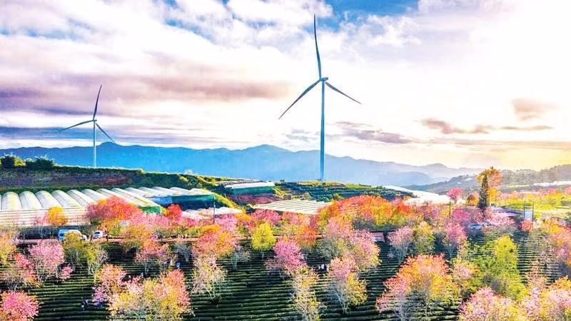 Проект ветроэнергетики в районе «цветочного Ламдонга» – один из трех «ядерных» регионов провинции.