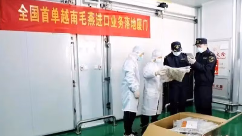 Таможенная служба города Сямынь проводит проверку первой партии необработанных ласточкиных гнезд, импортированных из Вьетнама. Фото: Chinanews.com.cn