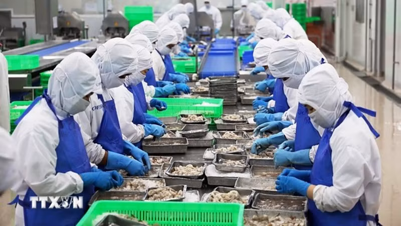 Линия первичной переработки креветок для экспорта в Хошимине. Фото: ВИА