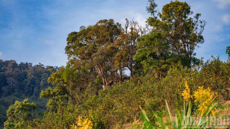Без личного посещения трудно представить себе апельсиновый сад, раскинувшийся среди горных хребтов, укрытый пологом векового леса и формирующий особую экосистему.