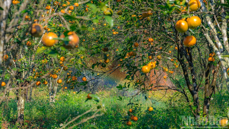 В саду выращивается сорт апельсинов из Бенче. Однако на высоте свыше 1000 метров над уровнем моря плоды приобретают особые качества.