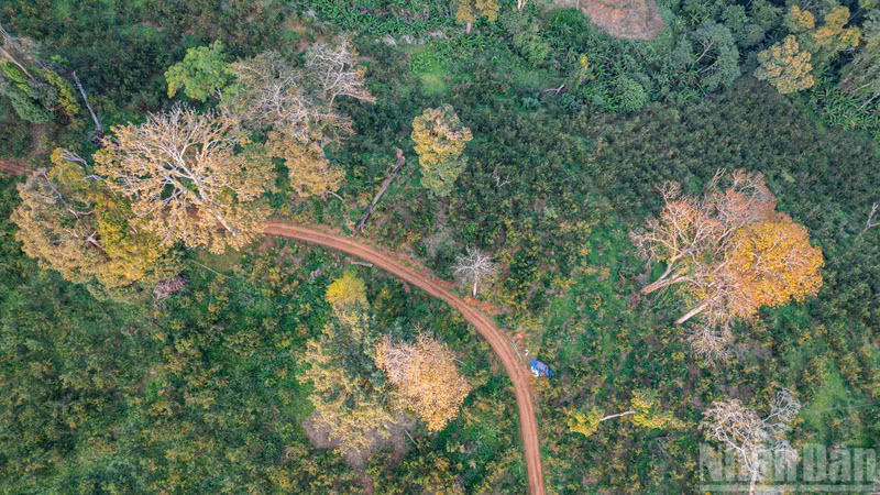 Владелец сада Нгуен Куанг Донг сказал: «Здесь мягкий климат, солнце и ветер словно концентрируются в каждом апельсине. Сок густой с богатым сладким вкусом. Уже много лет объем производства не покрывает спрос рынка».