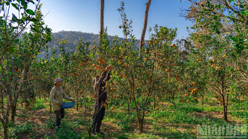 Апельсины бренда Хай Донга соответствуют органическим стандартам и реализуются на рынке как экологически чистая продукция.