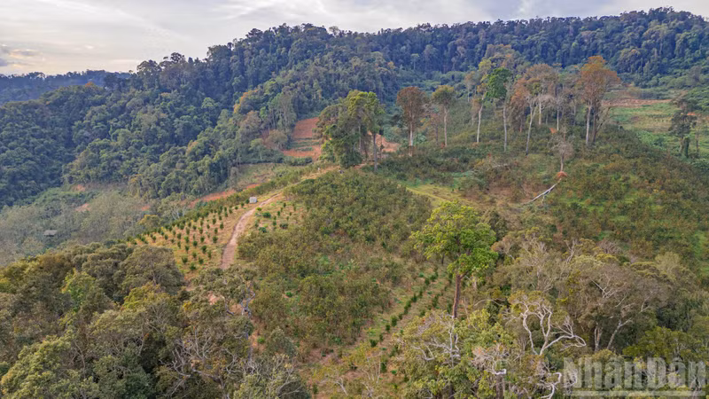 Сад площадью 40 гектаров, принадлежащий г-ну Нгуен Куанг Донгу, местные жители с любовью называют «Апельсиновым садом Хай Донга». Здесь среди множества культур именно апельсины дали сладкие плоды и стали сильным местным сельскохозяйственным брендом.