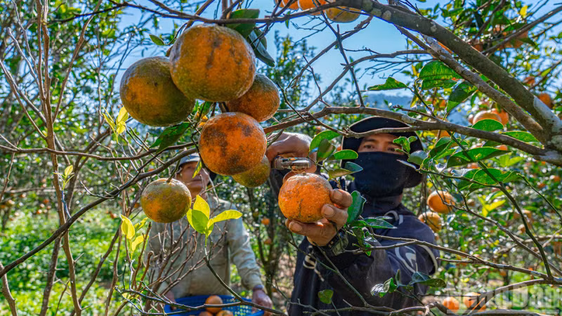 Сезон сбора урожая начинается в конце января и продолжается более двух месяцев.