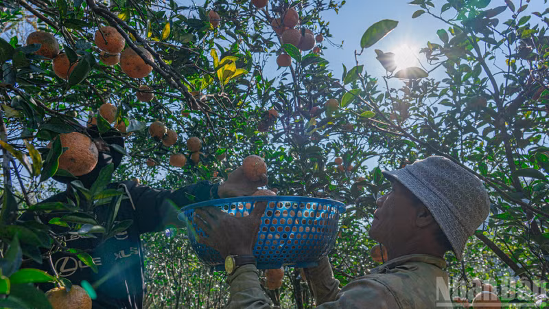В этом году урожай сада оценивается более чем в 150 тонн фруктов, выращенных по принципам естественного земледелия.