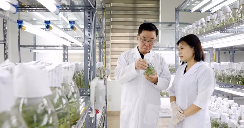 АО Thai Binh Seed является одним из ведущих предприятий Вьетнама в области производства семян сельскохозяйственных культур. Компания владеет авторскими правами на 30 сортов растений. Фото: ВИА