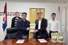 Посол Ле Куанг Лонг (второй справа) символически вручает 250 тонн риса Заместителю министра сельского хозяйства Кубы Тельсе Абделю Гонсалесу. Фото: ВИА 