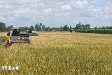 Союз фермеров Камау предложил еще больше усилить роль фермеров в индустриализации и модернизации сельского хозяйства и сельских районов, чтобы достичь национальных целей на 2025–2030 годы с перспективой до 2045 года. Иллюстративное фото: ВИA