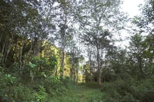 Периферийный ботанический сад Пухуонг.