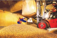 Переработка кофе на экспорт в компании Simexco DakLak. Фото: Минь Ань