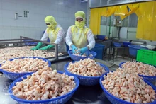 Переработка креветок на экспорт в компании Huy Nam, провинция Анзянг. Фото: ВИА