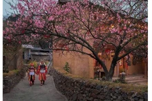  Община Лунгку весной утопает в цветении сакуры. Фото: ВИА