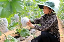 Применение израильских технологий в выращивании дынь обеспечило высокую экономическую эффективность. Фото: ВИА