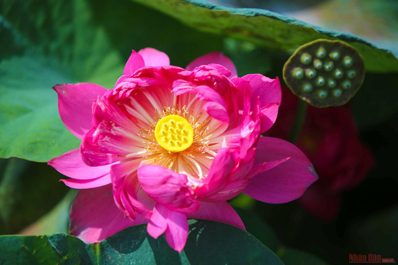 Открываем для себя рай с почти 200 видами лотоса в Ханое ảnh 7 Открываем для себя рай с почти 200 видами лотоса в Ханое ảnh 7