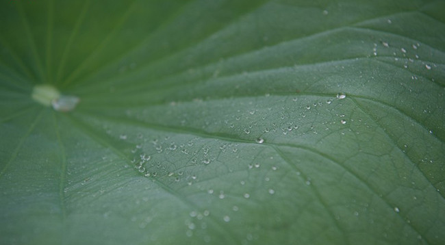 Сезон лотоса в Ханое ảnh 2 Сезон лотоса в Ханое ảnh 2