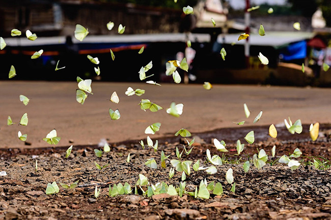 Сезон бабочек на плато Тэйнгуен ảnh 6 Сезон бабочек на плато Тэйнгуен ảnh 6