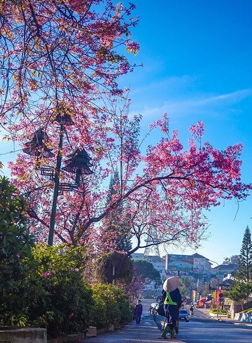 Распускаются цветы тайской сакуры в центре Далата ảnh 4