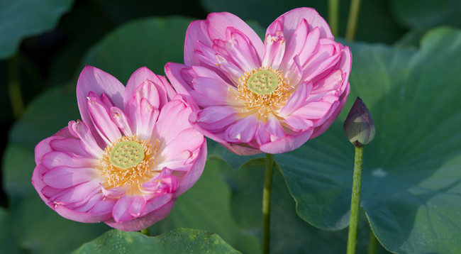 Сезон лотоса в Ханое ảnh 4 Сезон лотоса в Ханое ảnh 4