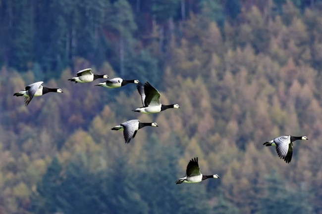 Фотографии дикой природы ảnh 9 Фотографии дикой природы ảnh 9