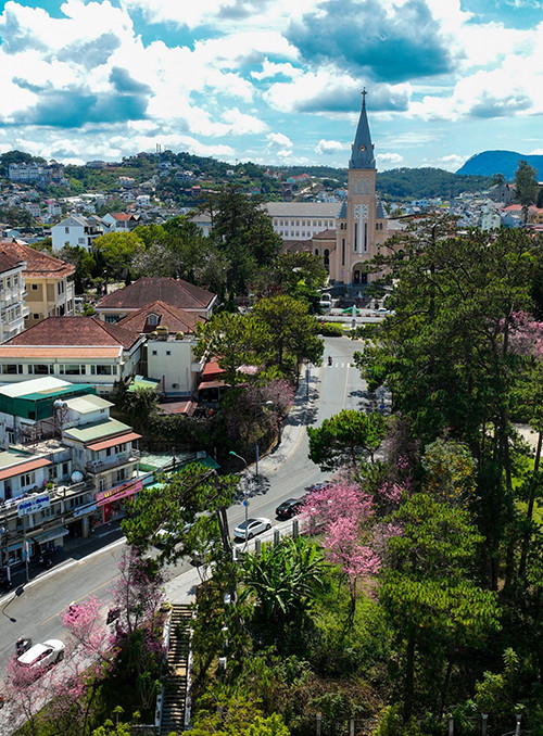 Распускаются цветы тайской сакуры в центре Далата ảnh 7