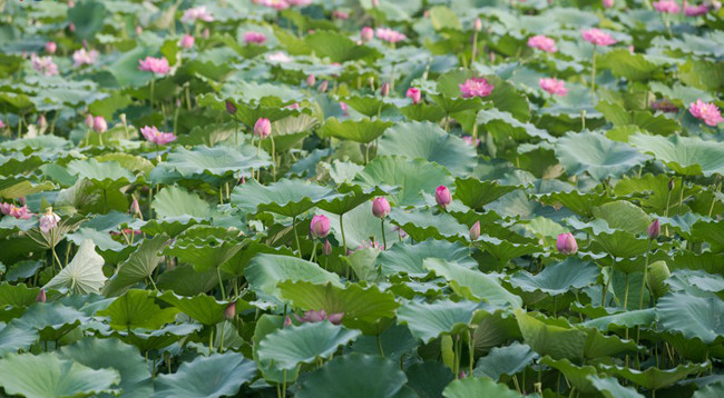 Сезон лотоса в Ханое ảnh 5 Сезон лотоса в Ханое ảnh 5