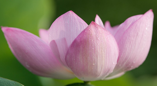 Сезон лотоса в Ханое ảnh 6 Сезон лотоса в Ханое ảnh 6