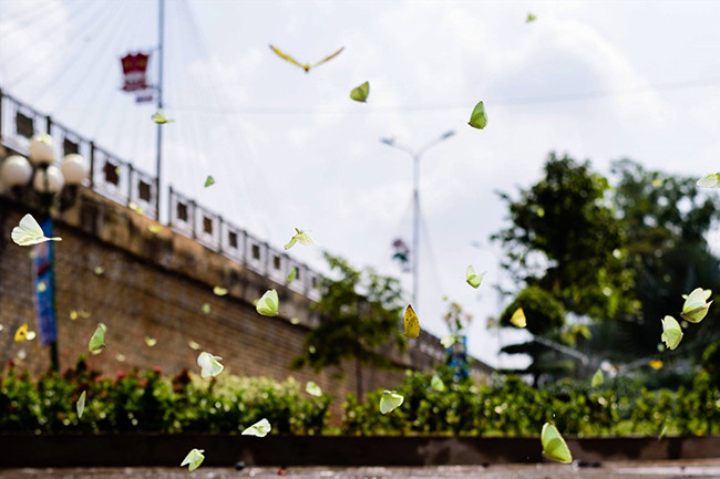 Сезон бабочек на плато Тэйнгуен ảnh 7 Сезон бабочек на плато Тэйнгуен ảnh 7