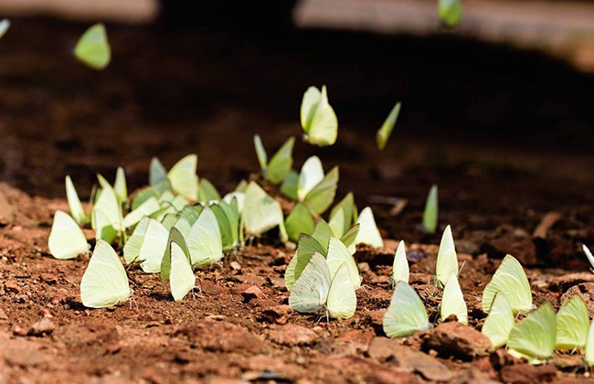 Сезон бабочек на плато Тэйнгуен ảnh 8 Сезон бабочек на плато Тэйнгуен ảnh 8