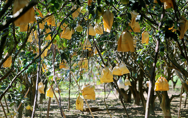 Сезон сбора помело Фукчать ảnh 2 Сезон сбора помело Фукчать ảnh 2